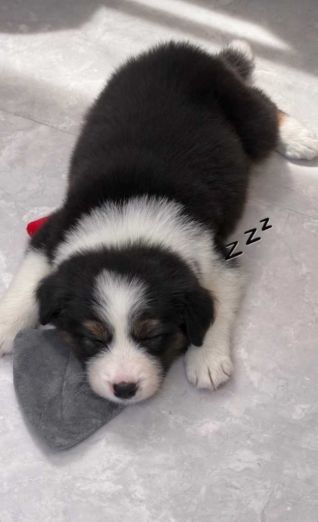 すやすや眠るボーダーコリーの子犬